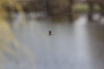 spider on web
