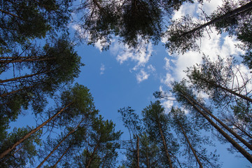 peaceful wiev of the sky through the crowns of pine trees