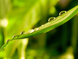 Water drops on a green leaf are like pearls.