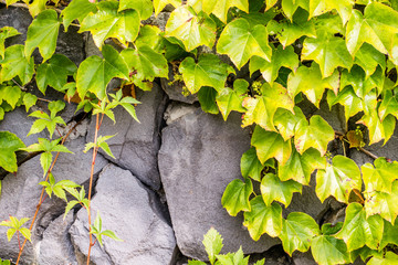 Ivy on an old stone wall. copy space.