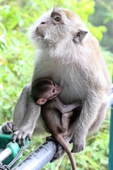 Affen, Mutter mit Kind