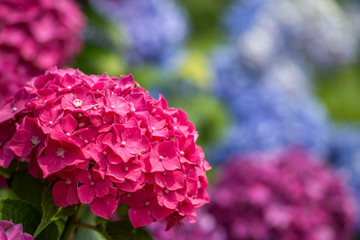 赤いアジサイの花のアップ