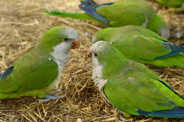Green parrots myiopsitta monachus eat. Bright green cheerful birds close-up.