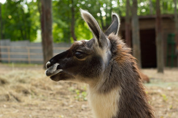 Obraz premium Portrait of a brown cute lama with big eyes. Kind mammals of the camelid family