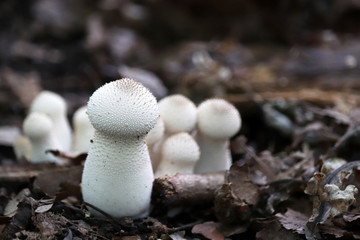 Mushroom raincoat in the forest. Edible little mushrooms Lisoperdon stick out of the ground among leaf litter