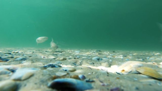 Fish floating over sandy seabed. Underwater view of sandy seabed with seashells and swimming fish.