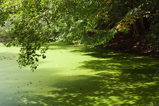 T&uuml;mpel im Wald