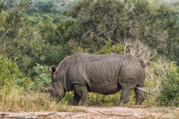 Fototapeta premium White rhino marking its territory