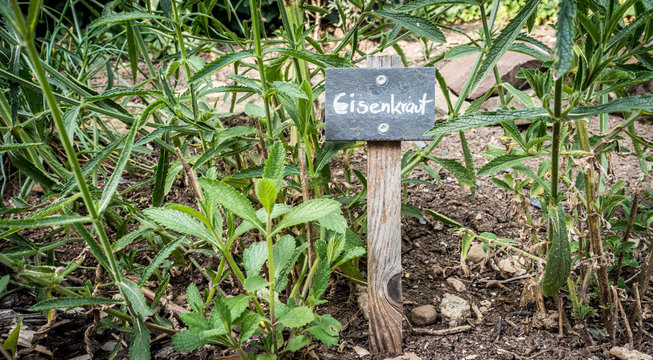 Frische Kr&auml;uter im Kr&auml;utergarten