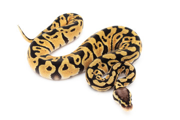 Ball Python Snake Reptile isolated white background