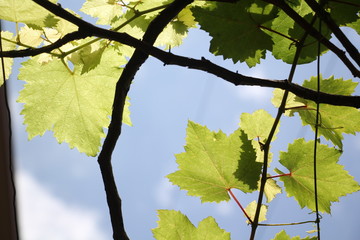 maple leaves on background of blue sky