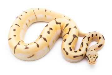 Ball Python Snake Reptile isolated white background