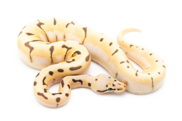 Obraz premium Ball Python Snake Reptile isolated white background