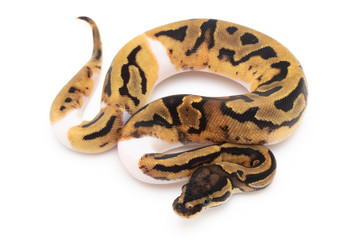 Naklejka premium Ball Python Snake Reptile isolated white background