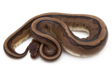 Fototapeta premium Ball Python Snake Reptile isolated white background