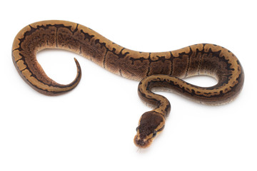 Ball Python Snake Reptile isolated white background