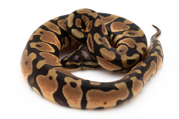 Naklejka premium Ball Python Snake Reptile isolated white background