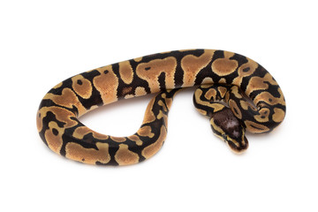 Ball Python Snake Reptile isolated white background