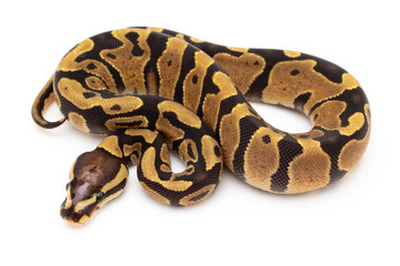 Ball Python Snake Reptile isolated white background