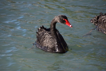 Black swan on the Lake in Rotorua, New zealand