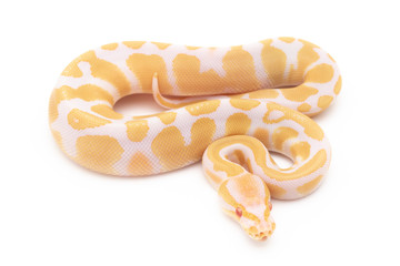 Ball Python Snake Reptile isolated white background