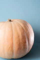 orange pumpkin in pastel colour