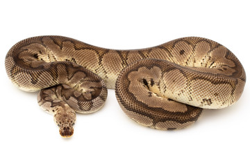 Ball Python Snake Reptile isolated white background