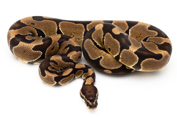 Ball Python Snake Reptile isolated white background