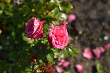 Gorgeous pink roses in the summer garden.