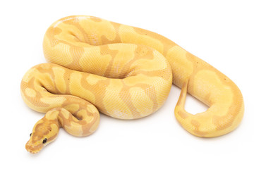 Ball Python Snake Reptile isolated white background
