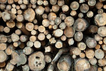 Holzstapel