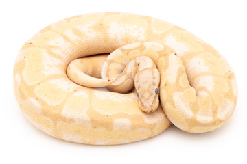 Ball Python Snake Reptile isolated white background