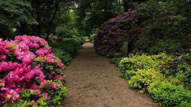 Blossom trees in Wroclaw, Poland. Camera move along the pathway, purple, red and white flowers covering the bush and trees. Tropical garden, rainy weather. Wide angle, prores, slow motion