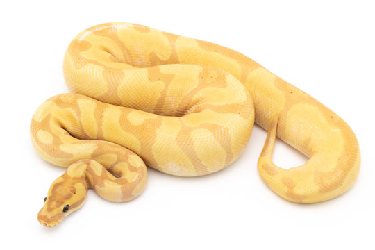 Ball Python Snake Reptile isolated white background
