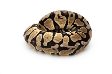 Ball Python Snake Reptile isolated white background