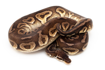Ball Python Snake Reptile isolated white background