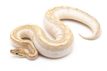 Obraz premium Ball Python Snake Reptile isolated white background