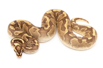 Ball Python Snake Reptile isolated white background