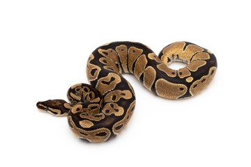 Ball Python Snake Reptile isolated white background