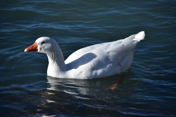Duck on the Lake in Rotorua, New zealand