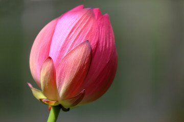 Fresh bright petals of the water lily bud at the moment of early flowering