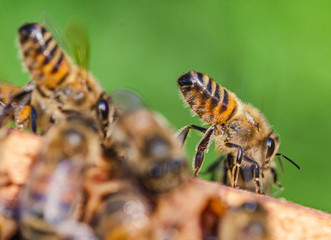 honey bees on honeycomb in apiary in summertime 