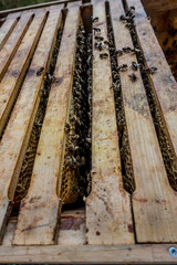 Bienen im Bienenkasten