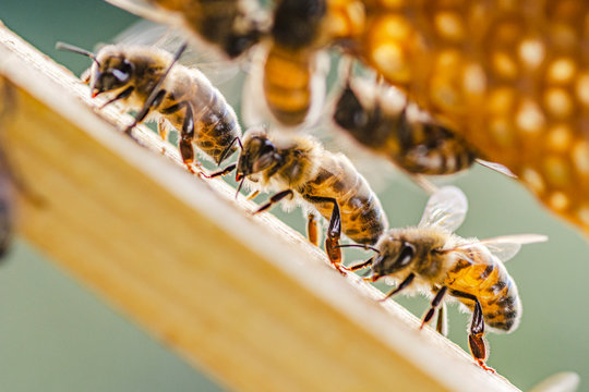 honey bees on honeycomb in apiary in summertime 