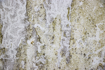 Green white Rough grunge vintage background distressed weathered dirty old texture