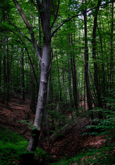 Light through the forest trees