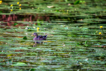 Einzelne Ente schwimmt allein in einem Teich voller Seerosen