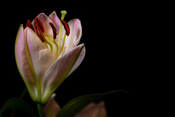 Lily blossom on black background