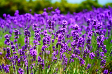 Fototapeta premium ラベンダー / Lavender