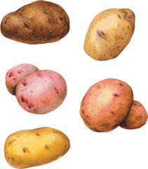Potatoes, different varieties of potato, harvest, tuber, realistic